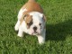Chiots Bulldog Anglais m&acirc;les et femelles