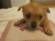 chiot chihuahua femelle a donner contre bon soin 