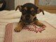 B&eacute;b&eacute; chiot chihuahua disponible 