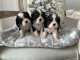 Chiot cavalier king charle disponible 