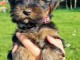 Je donne chiot Yorkshire femelle 