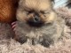 Chiot spitz allemand race pure 
