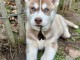 Magnifique chiot husky sib&eacute;rien a donner 
