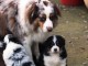 Chiot type berger australien disponible 