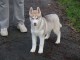 Je donne chiot type husky sib&eacute;rien 
