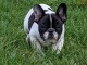 Je donne chiot bouledogue fran&ccedil;ais 