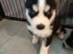 Je donne chiot husky sib&eacute;rien 