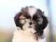 B&eacute;b&eacute; chiot Shih Tzu a donner 