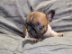 Chiot bouledogue fran&ccedil;ais &agrave; donner 