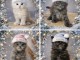 B&eacute;b&eacute; chaton maine coon disponible 