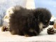 Magnifique chiot spitz allemand disponible 