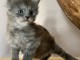 Chaton maine coon m&acirc;le a donner 