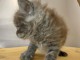 je donne chaton Maine coon 
