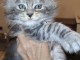 b&eacute;b&eacute; chaton maine coon m&acirc;le a donner 