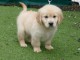 adorable chiot golden retriever m&acirc;le a donner 