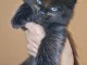 magnifique chaton maine coon m&acirc;le a donner 