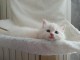 Magnifique chaton ragdoll &agrave; donner 