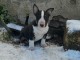 Je donne chiot Bull terrier femelle 