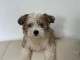 Bichon maltais disponible 