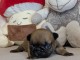 Je donne chiot bouledogue fran&ccedil;ais 
