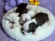Dons chiot chihuahua femelle 