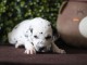 Je donne chiot dalmatien a donner 