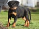 Je donne chiot rottweiler disponible 