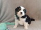 je donne chiot berger australien 