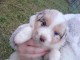 adorable chiot berger australien disponible 