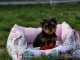 je donne chiot Yorkshire terrier femelle 