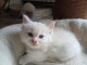 je donne mon chaton ragdoll femelle 