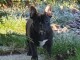 chiot type bouledogue fran&ccedil;ais &agrave; donner 