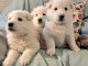 Chiot type berger blanc suisse adoption 