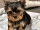 magnifique chiot Yorkshire femelle 