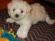 je donne chiot bichon maltais 