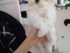 chiot type bichon fris&eacute; pour compagnie 