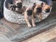 je donne chiot bouledogue fran&ccedil;ais 