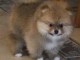 chiot spitz allemand disponible pour adoption 
