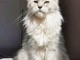 adorable chaton Maine coon femelle 