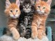 &agrave; adopter chaton maine coon 