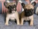 annonce chiot bouledogue fran&ccedil;ais 
