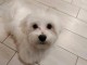magnifique chiot bichon maltais disponible 