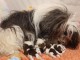 annonce chiot Shih Tzu a donner 