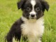 chiot berger australien disponible 