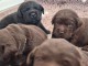 je donne chiot labrador retriever 