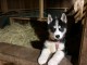 &agrave; adopter chiot husky sib&eacute;rien m&acirc;le 