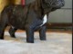 magnifique chiot bouledogue fran&ccedil;ais 