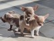 chiot chihuahua &agrave; donner 