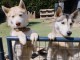 deux chiots husky sib&eacute;rien m&acirc;le et femelle 