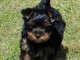 chiot Yorkshire femelle &agrave; donner 